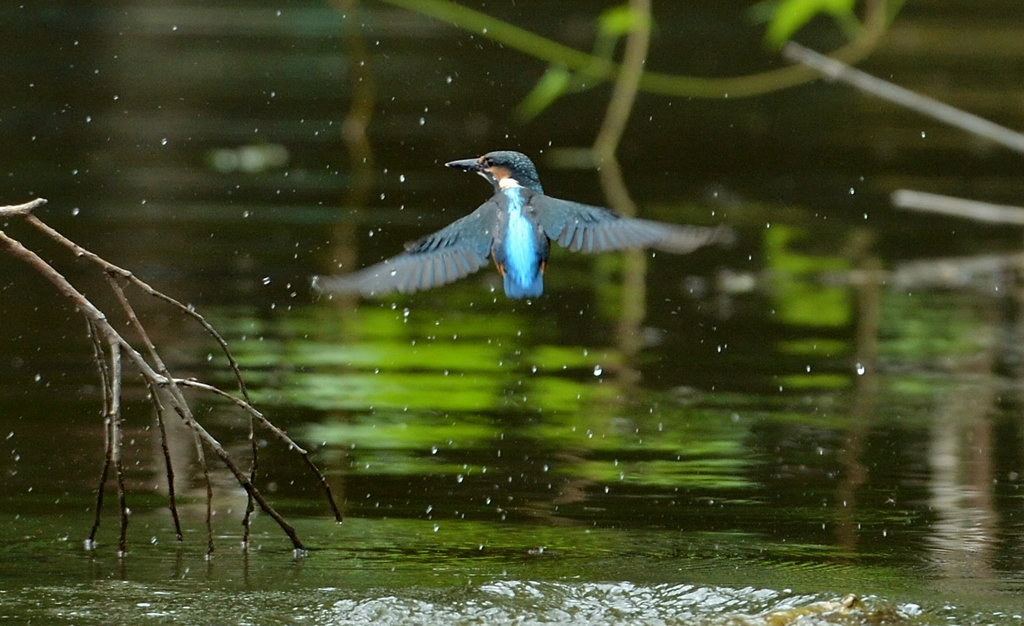 DSC_2276_00009