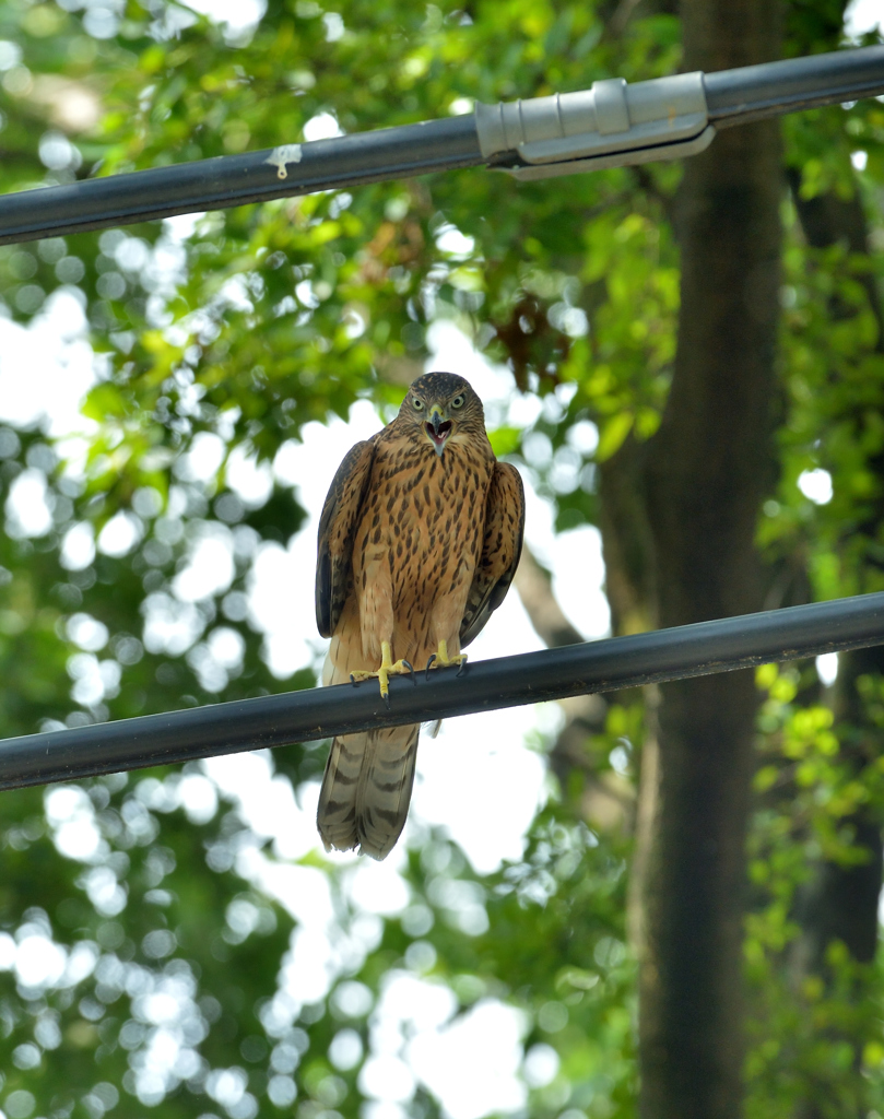 DSC_0494_00006