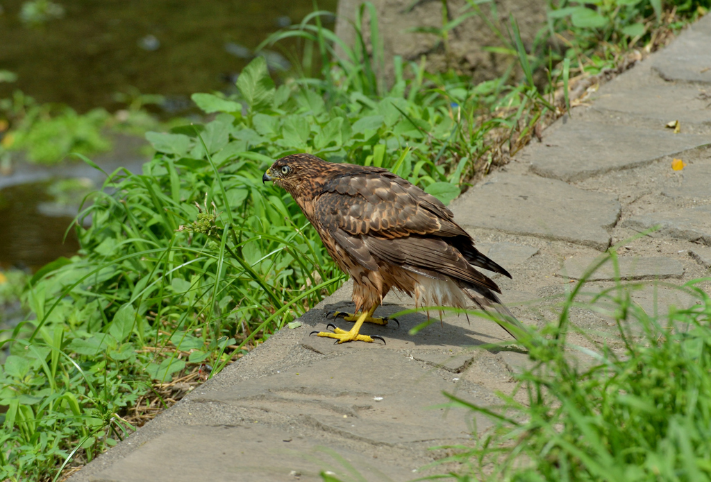 DSC_1400_00029