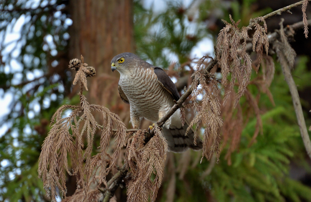 DSC_8448_00049