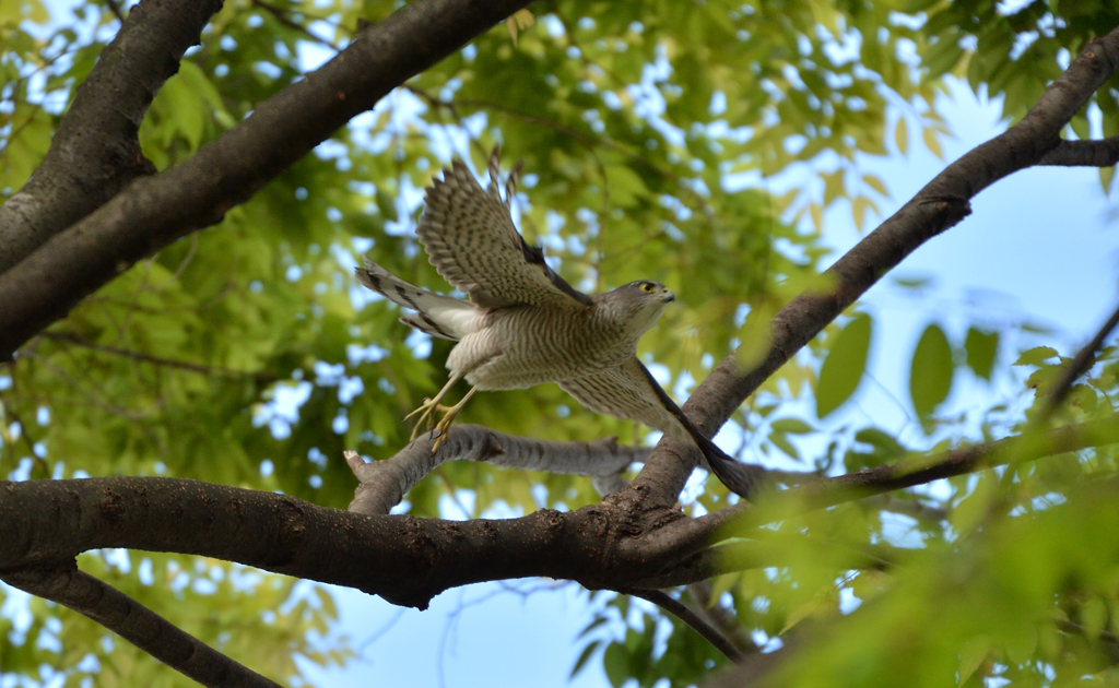 DSC_8733_00053