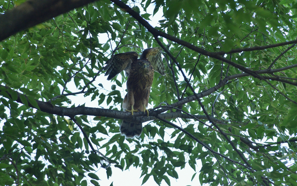 DSC_3628_00063
