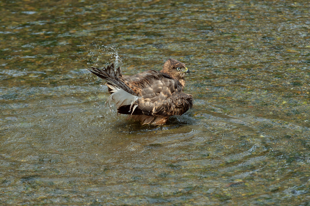 DSC_1198_00003