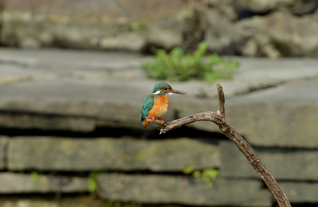 DSC_4245_00026