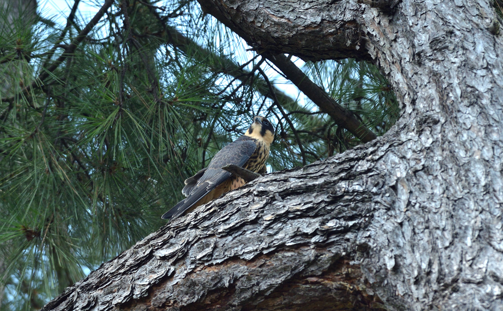 DSC_4441_00051