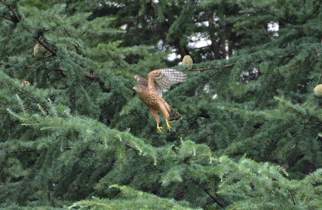 DSC_6397_00070