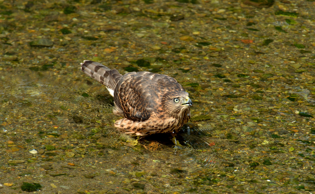 DSC_0799_00017