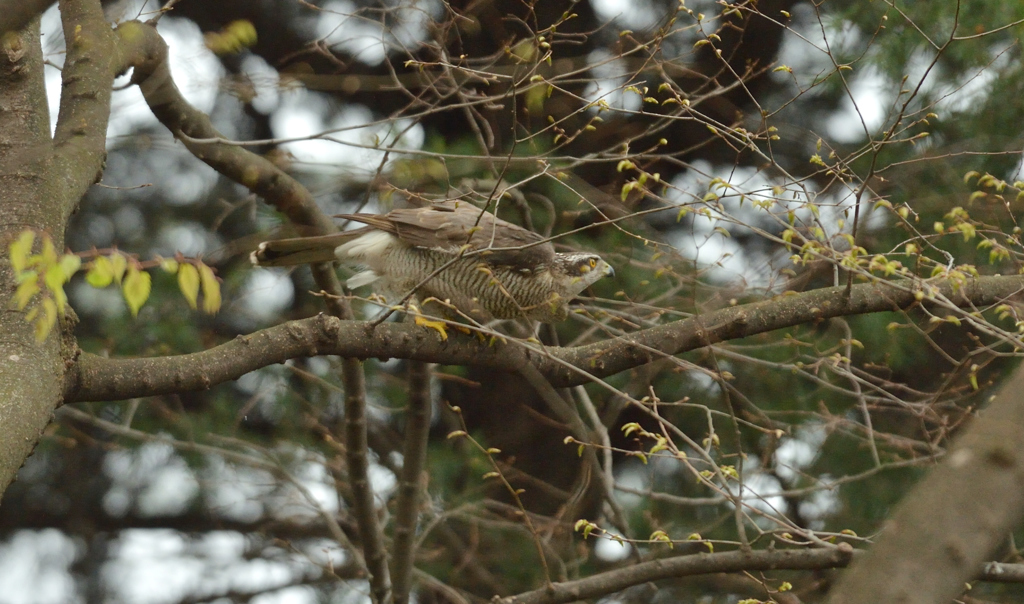 DSC_7009_00027