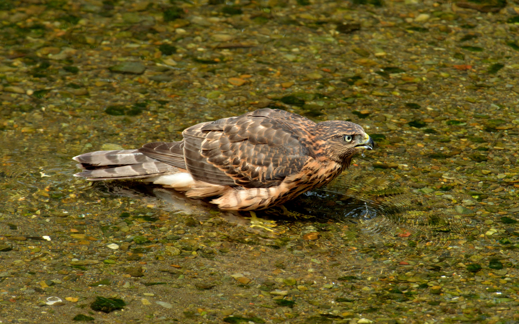 DSC_0878_00024