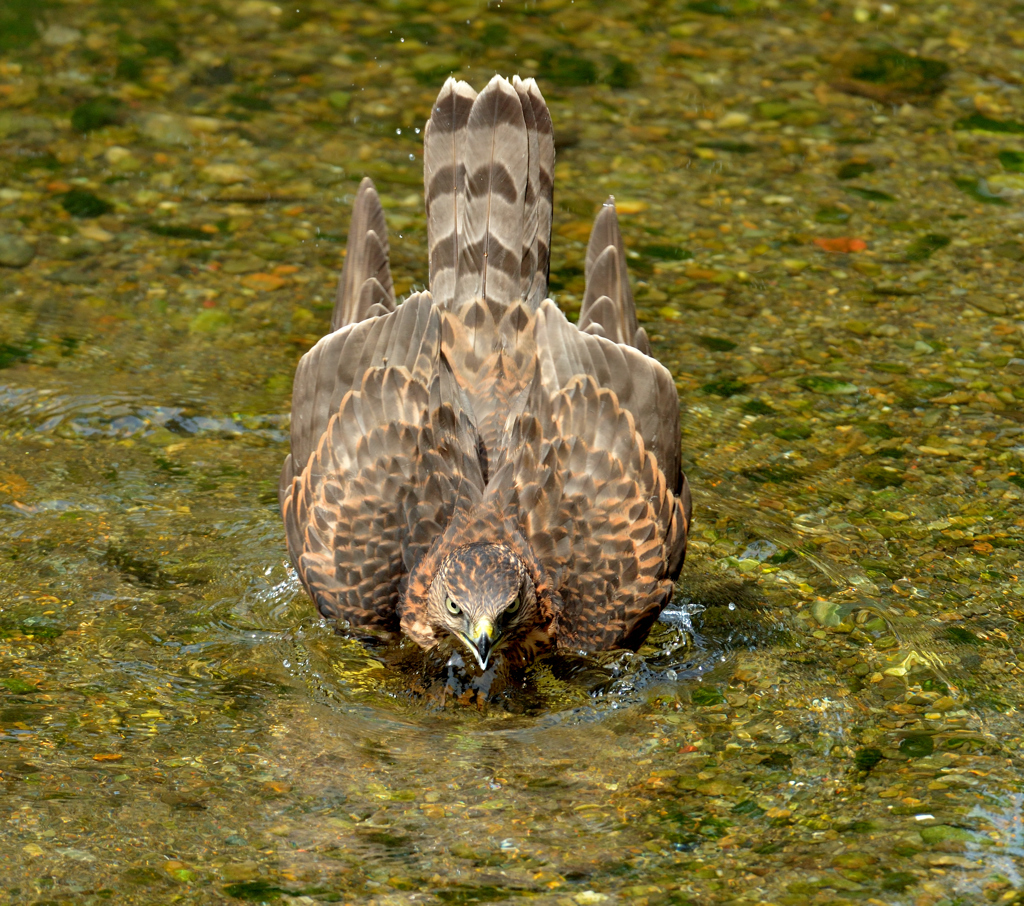 DSC_0776_00013