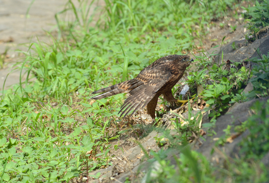 DSC_1423_00031