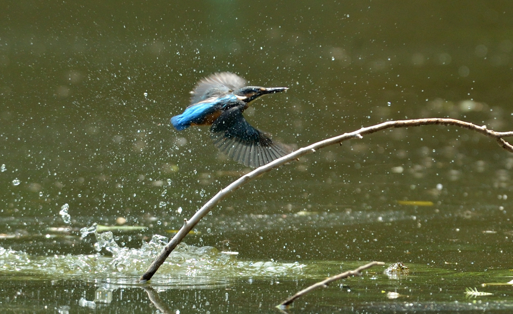 DSC_2771_00018