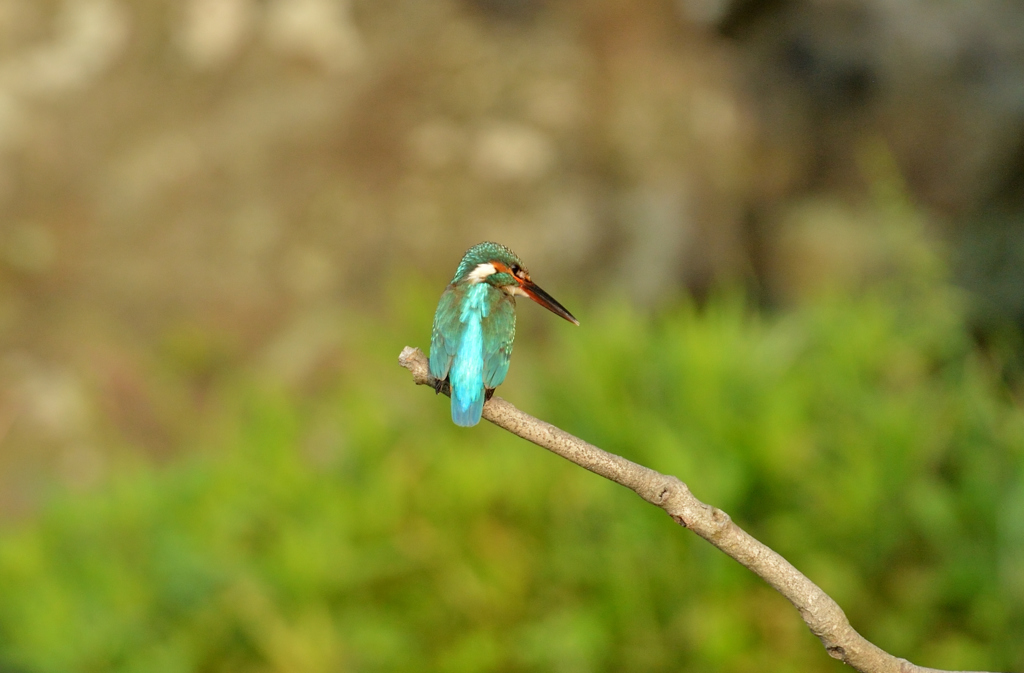 DSC_4099_00014