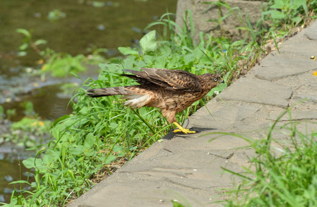 DSC_1361_00016
