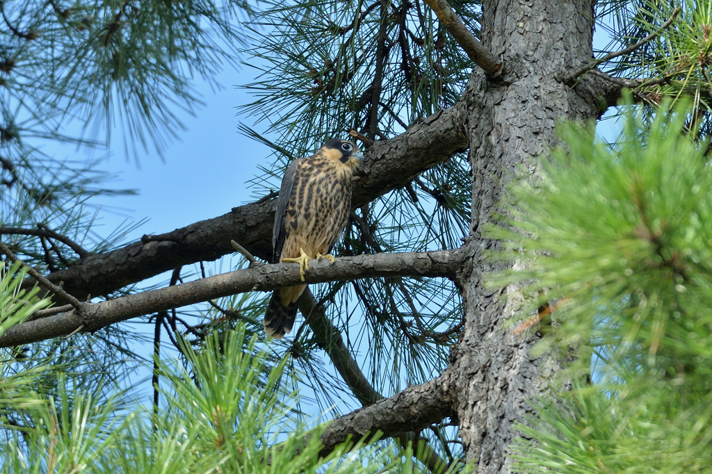 DSC_2884_00025