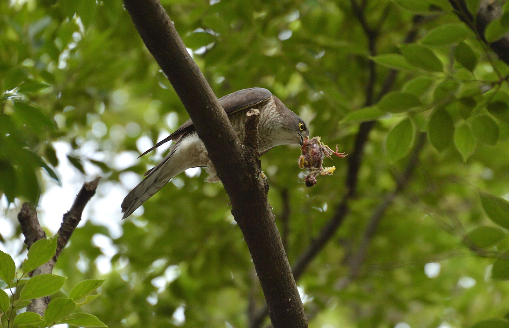 DSC_8647_00051
