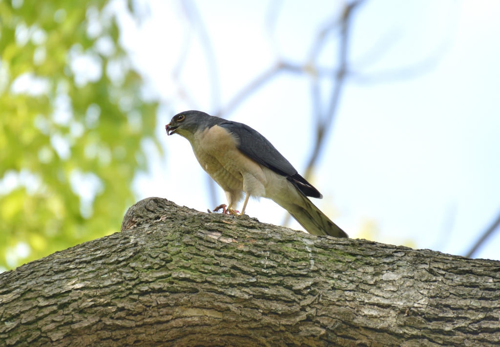 DSC_4970_00013