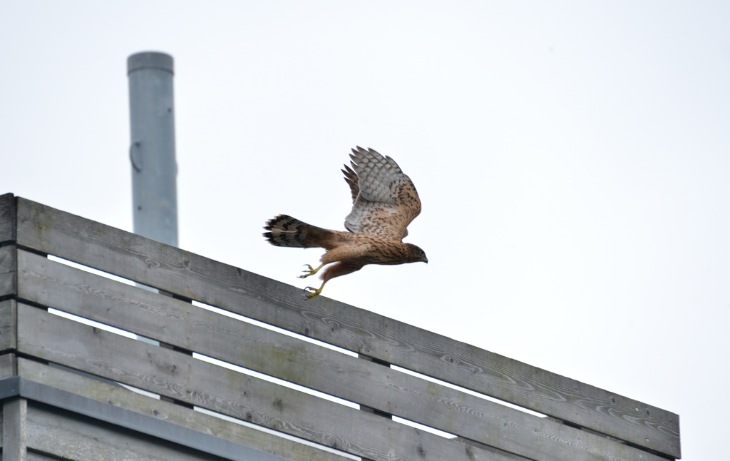 DSC_5996_00059