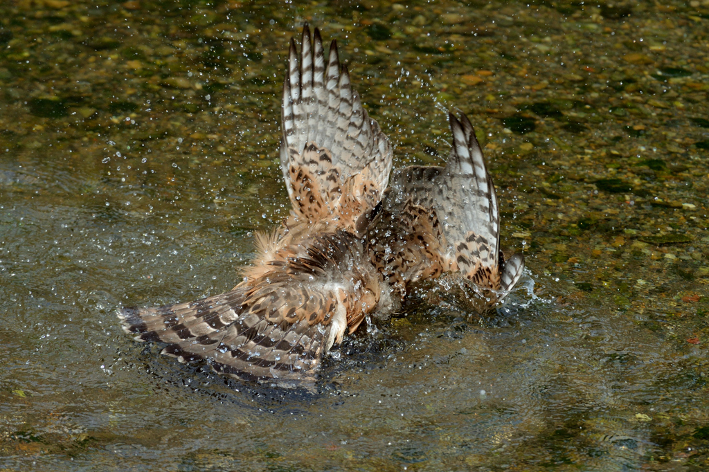 DSC_1070_00002