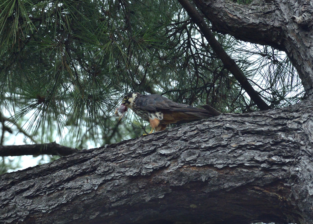 DSC_2699_00022
