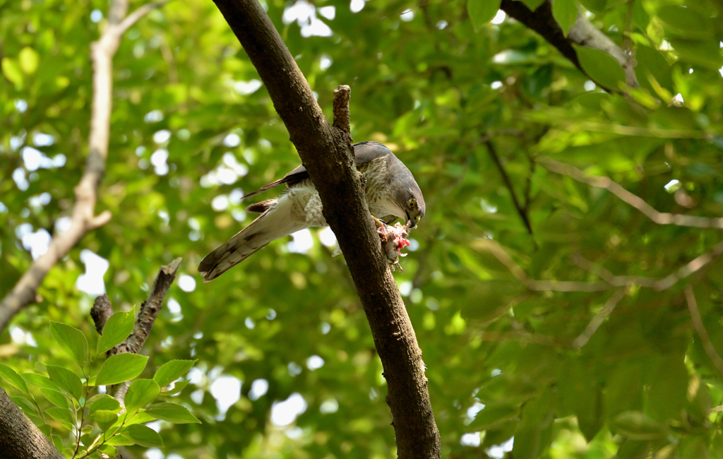 DSC_6647_00014