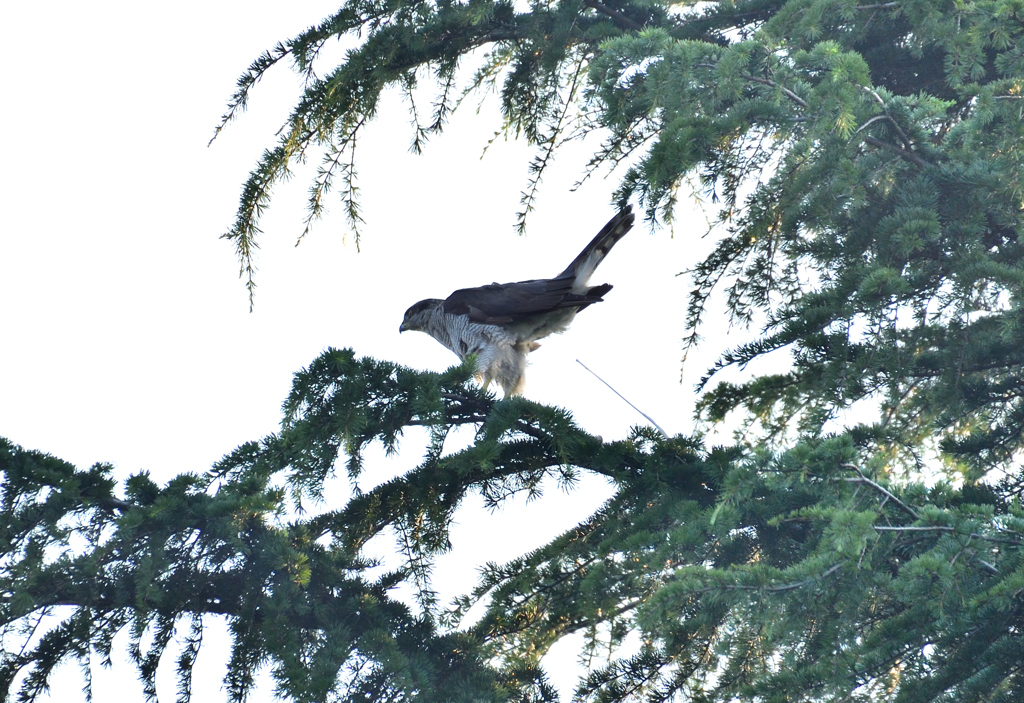 DSC_0942_00003