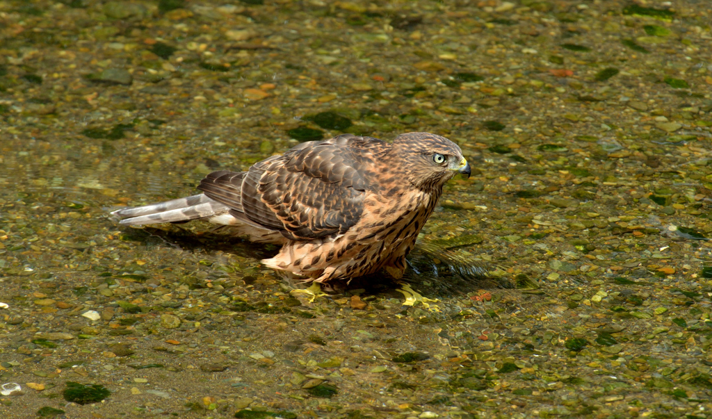 DSC_0792_00015