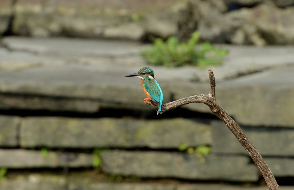 DSC_4231_00025
