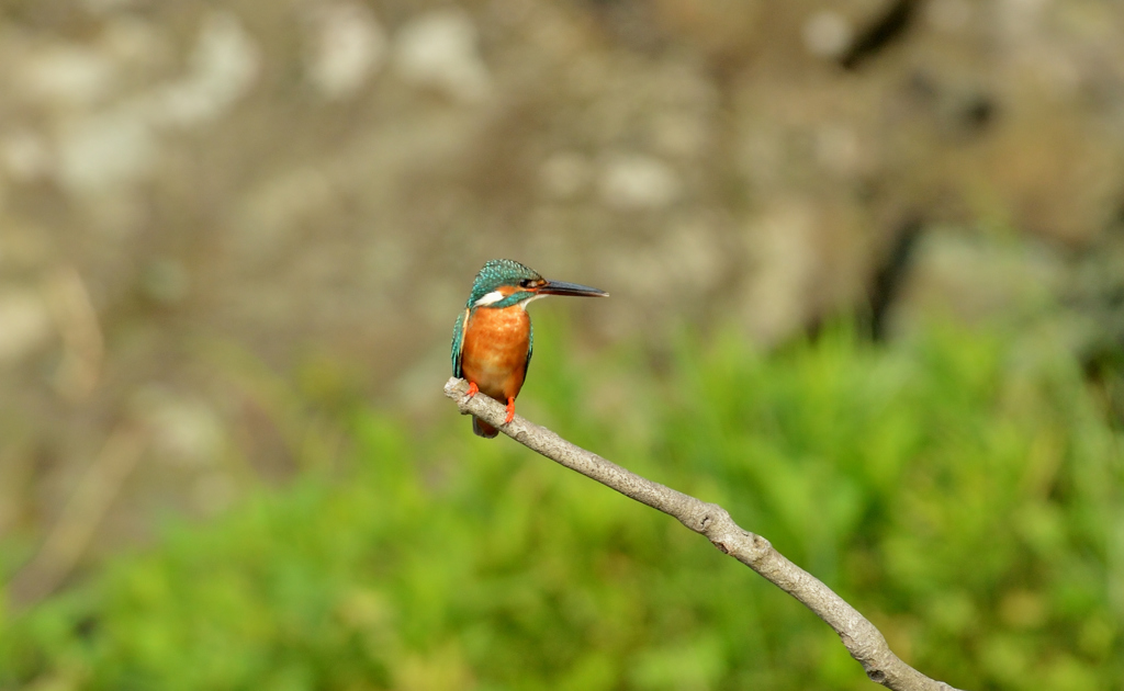 DSC_4203_00024