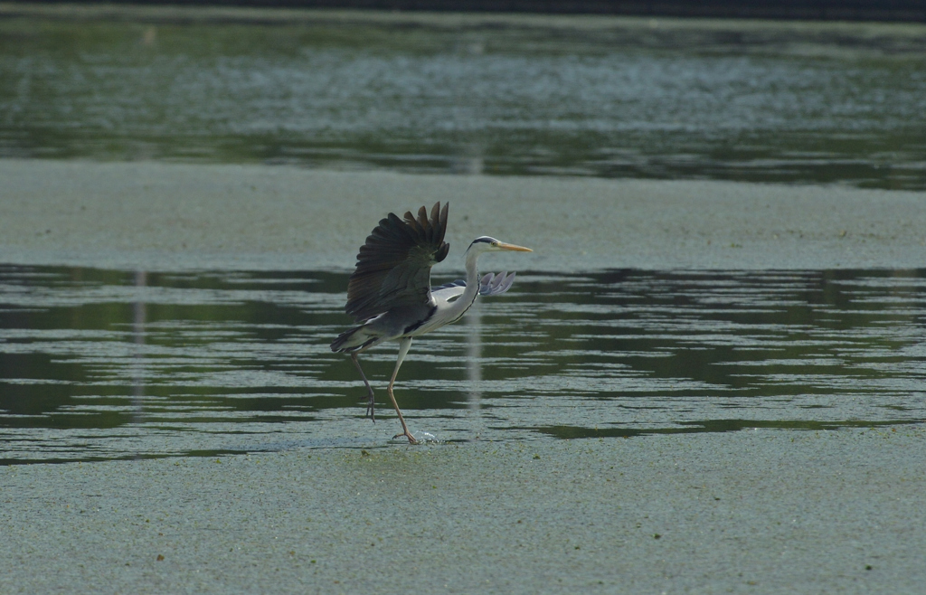 DSC_0737_00005