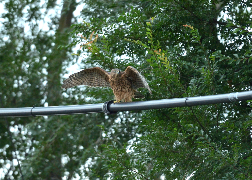 DSC_9220_00037