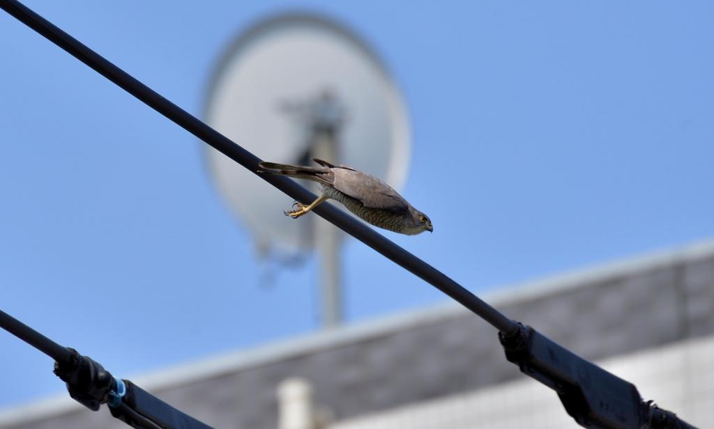 DSC_7081_00021