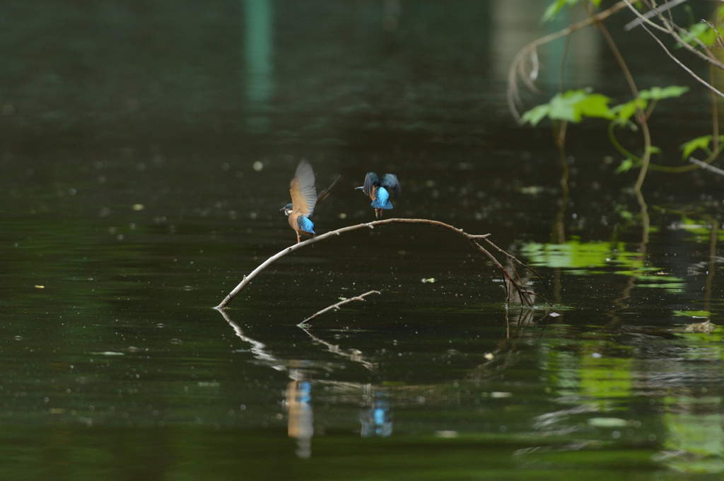 DSC_2972_00022
