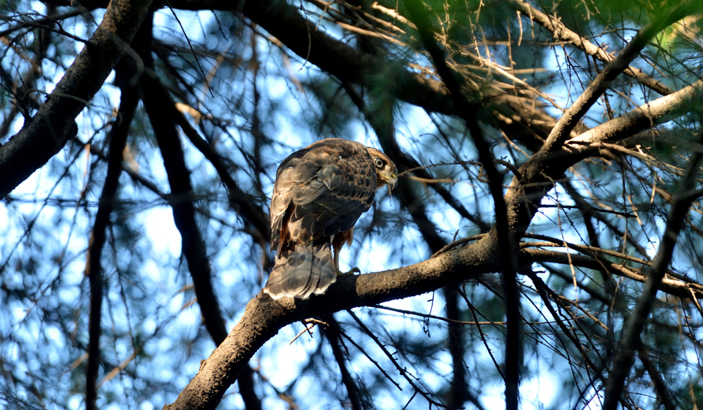 DSC_2894_00050