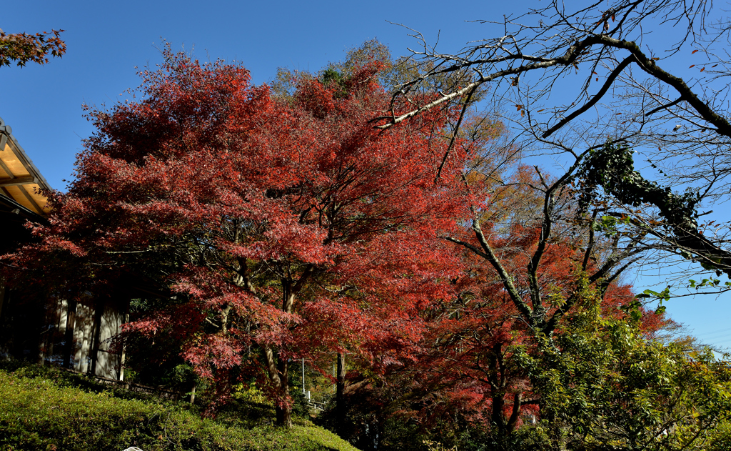 DSC_0130_00009_01