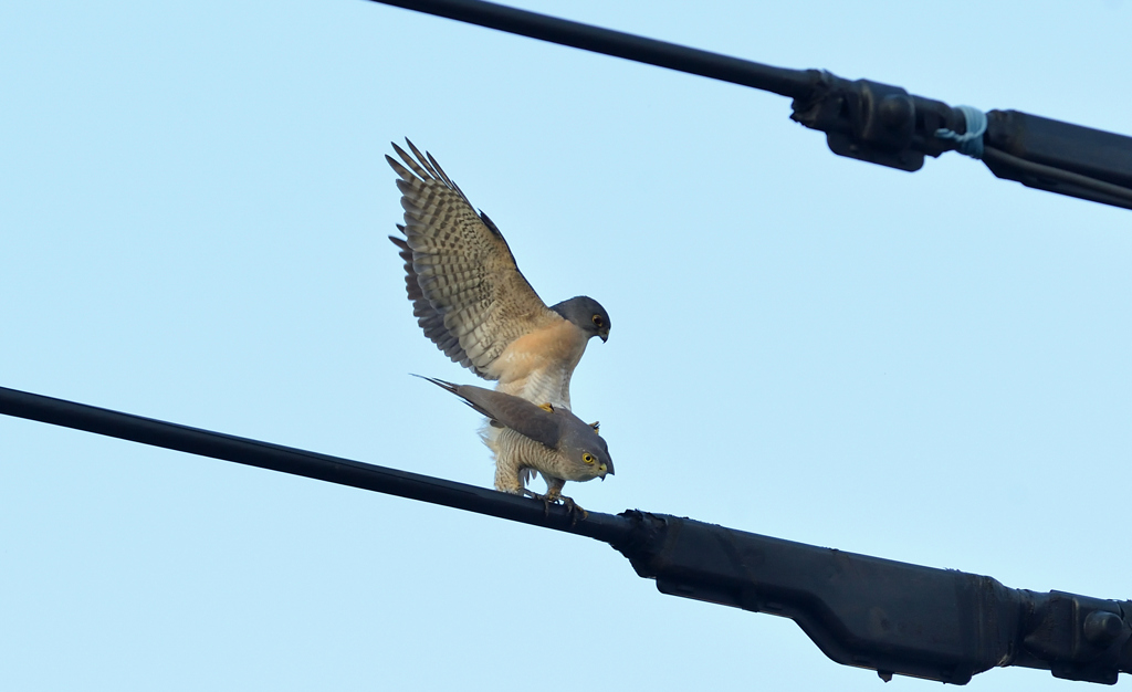 DSC_5455_00032