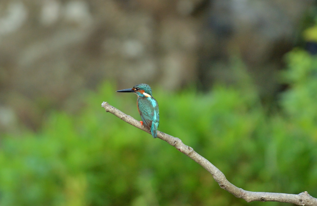 DSC_3914_00005
