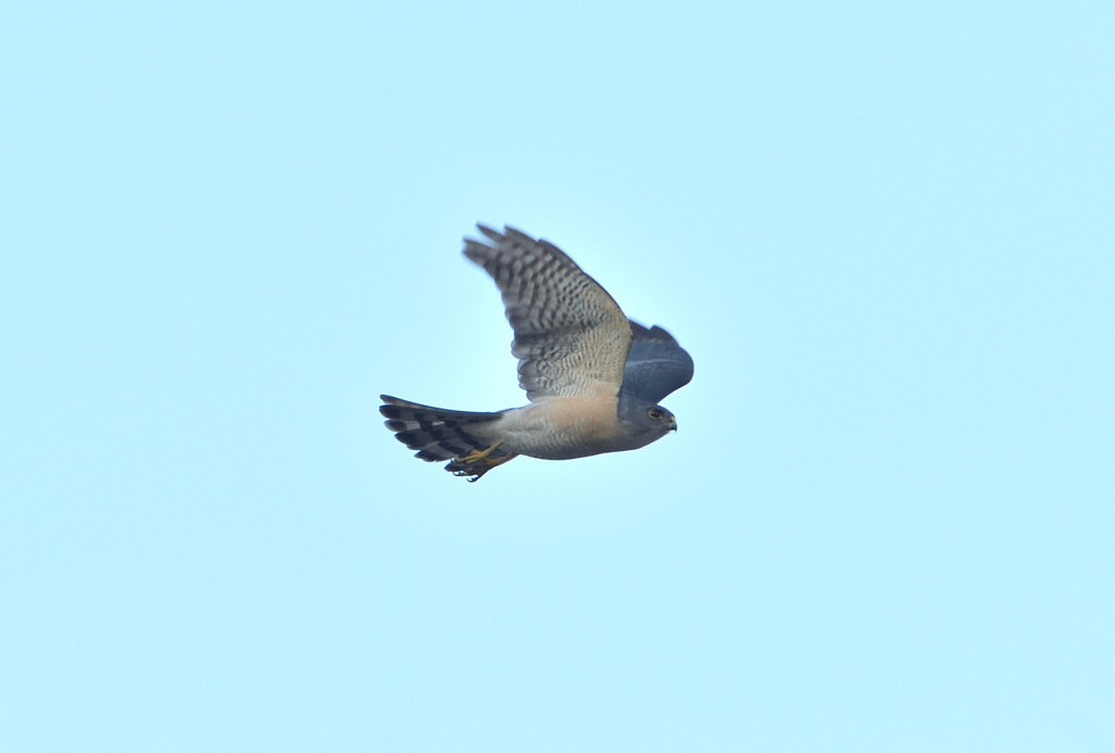 DSC_5572_00033
