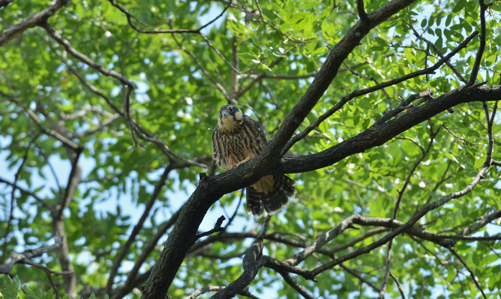 DSC_4669_00053