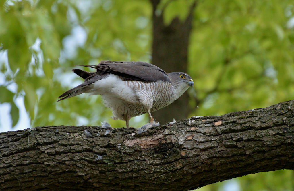 DSC_3328_00009