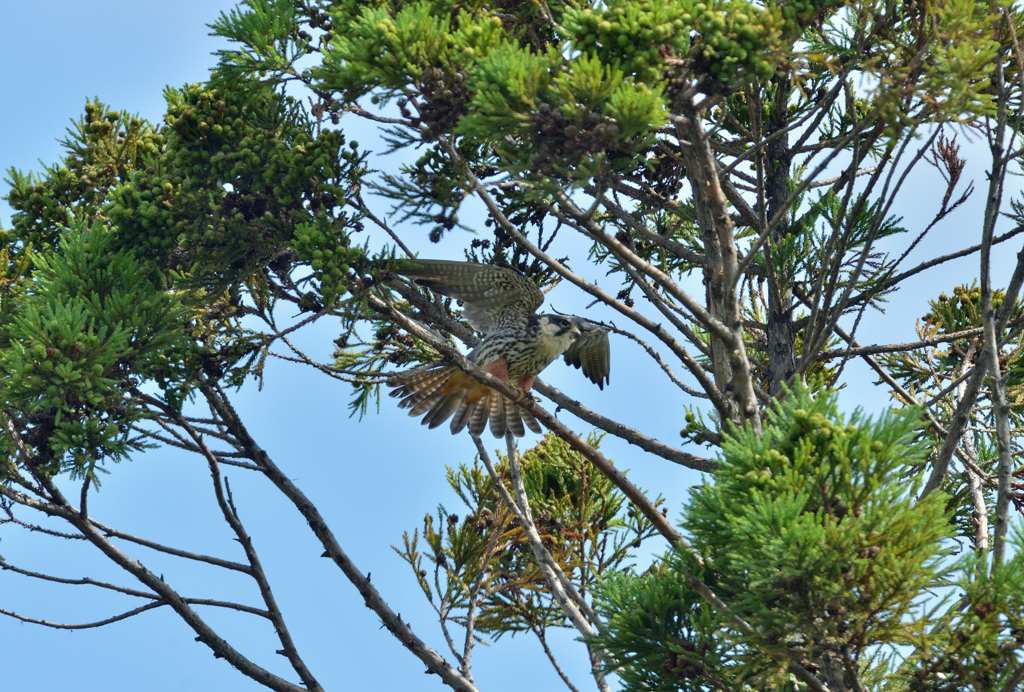 DSC_2997_00029