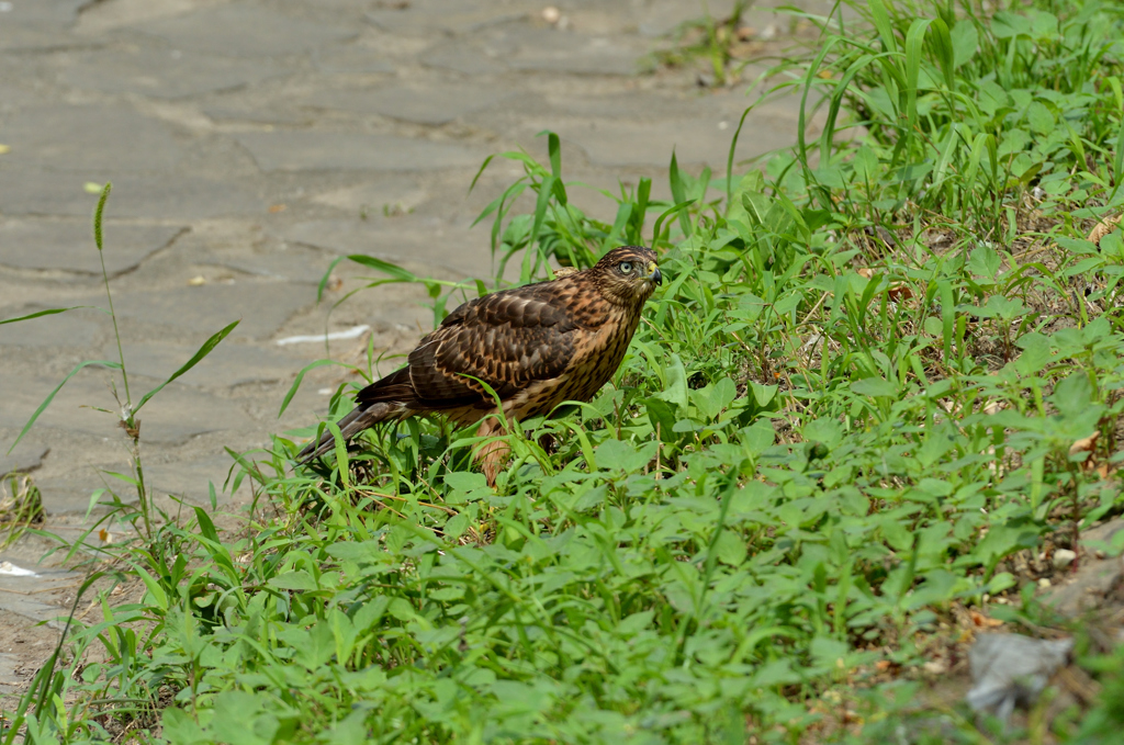 DSC_1420_00030