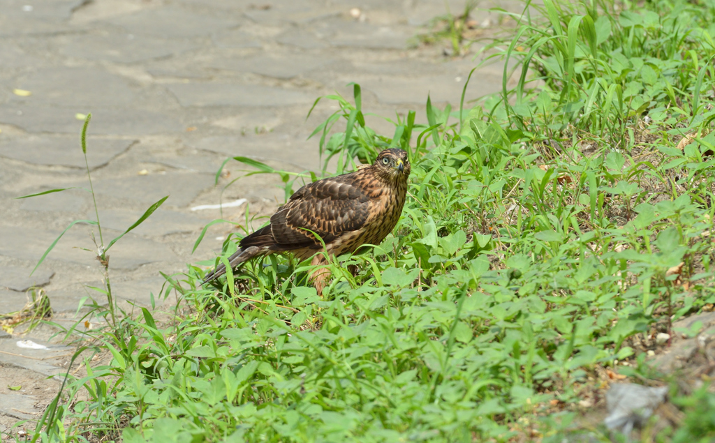 DSC_1422_00020