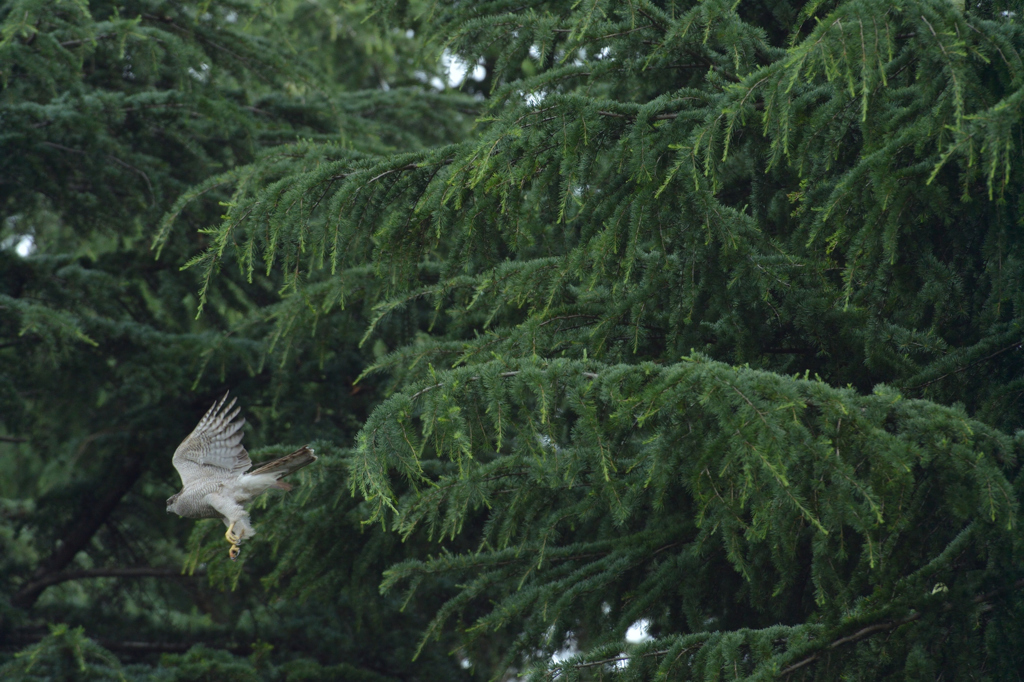 DSC_0108_00015