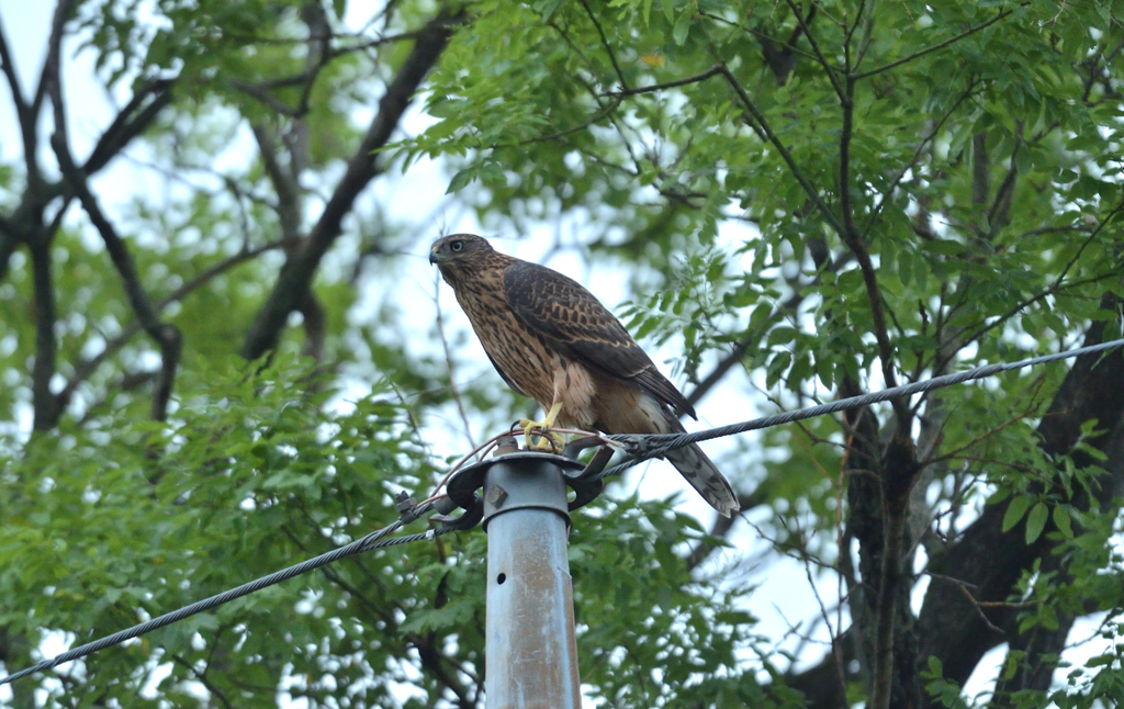 DSC_9068_00036