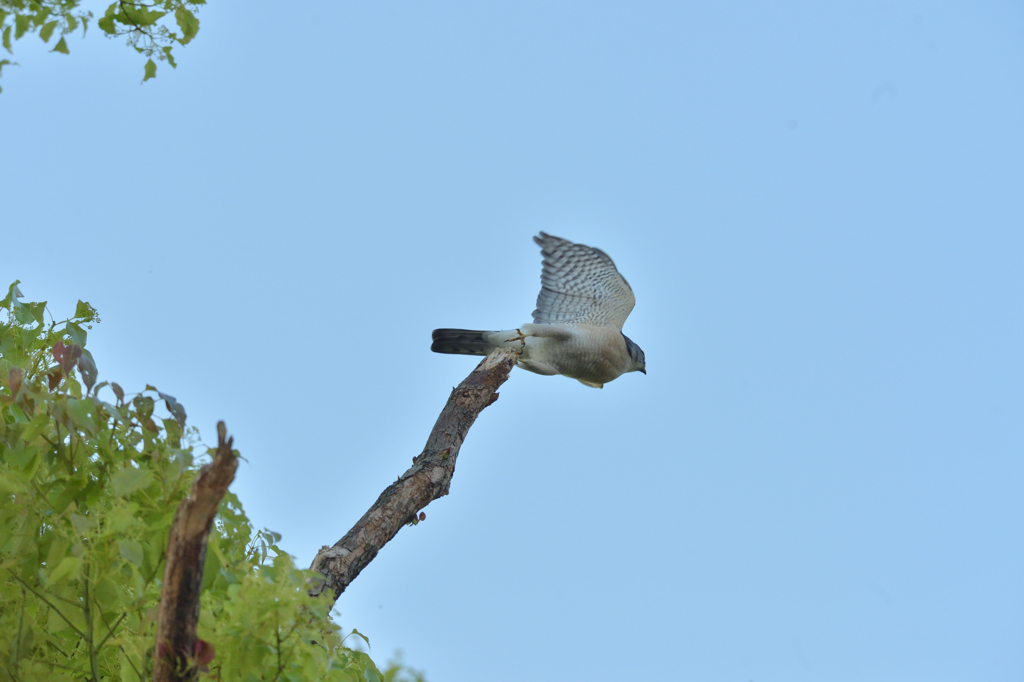 DSC_6685_00037