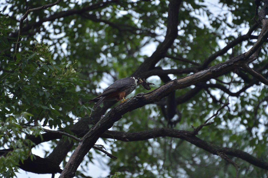 DSC_0186_00008