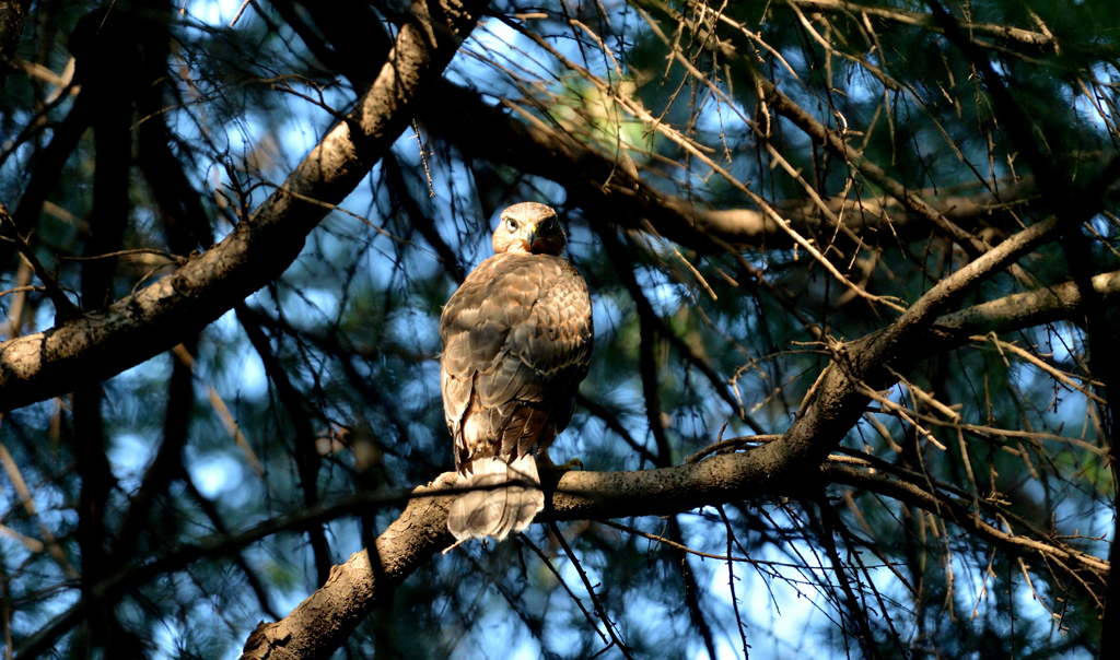 DSC_3000_00053
