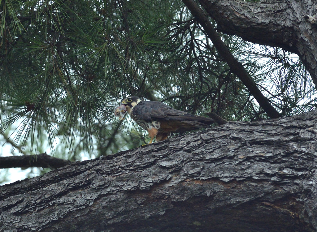 DSC_2690_00021
