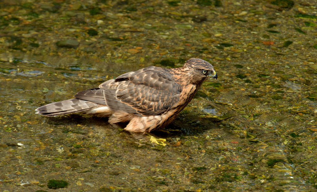 DSC_0838_00019